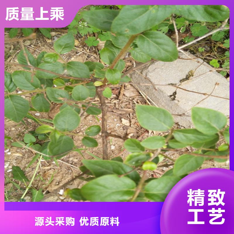 爱情果苗经济效益本地制造商