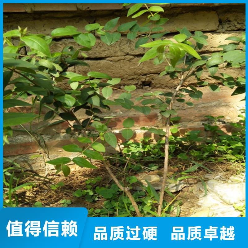 爱情果苗什么时间移栽当地制造商