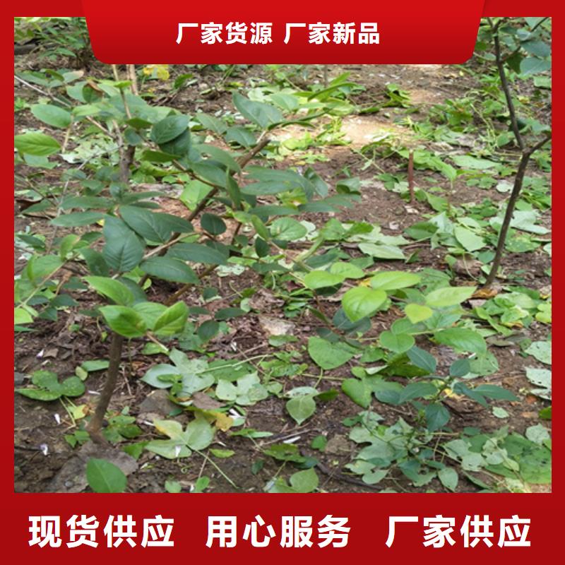 鸳鸯果苗怎么卖批发零售丰富的行业经验