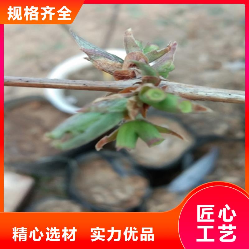 健身果苗基地客户好评