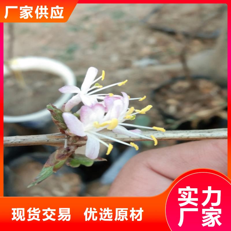 健身果苗现挖苗现发货买的放心