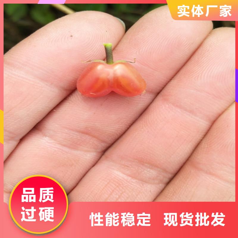 鸳鸯果苗当年结果树48小时发货