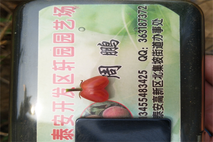 爱情果苗西双版纳量多优惠