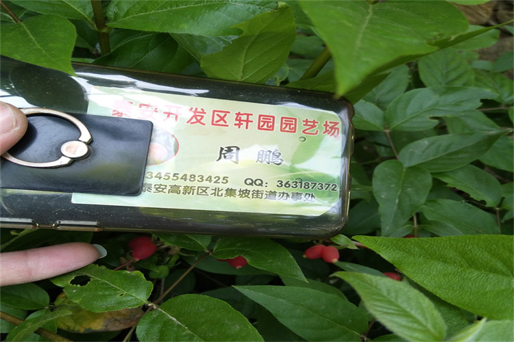 杈杷果苗适合种植地区用心制造