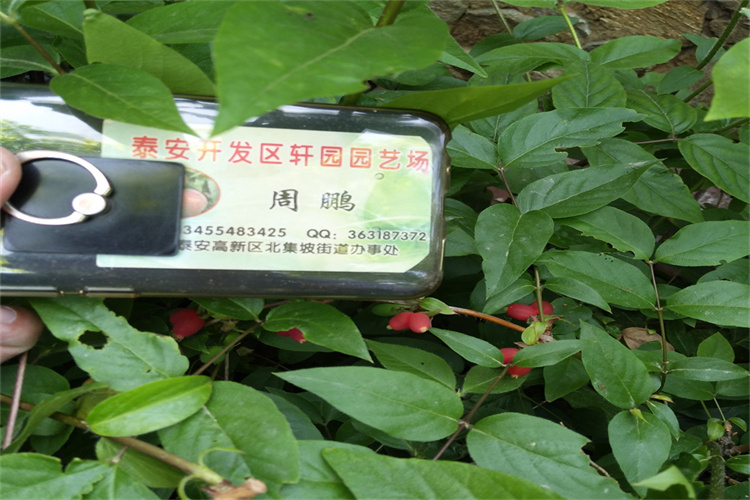 杈杷果怎么卖本地货源