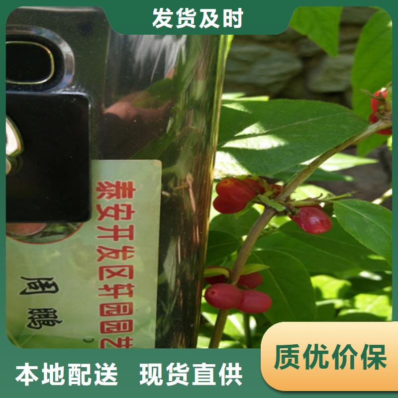 爱情果苗量大从优用的放心