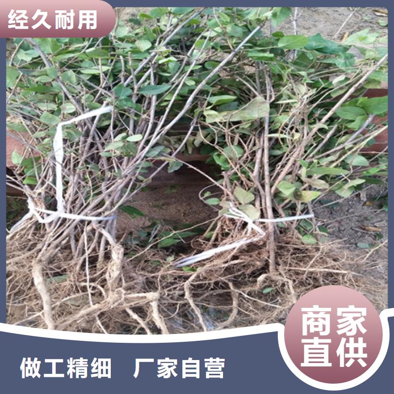 【杈杷果苹果苗正规厂家】当地服务商
