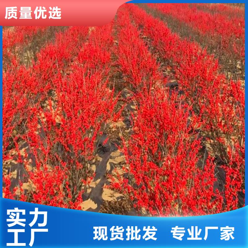 【北美冬青樱桃苗好厂家有担当】按需定做