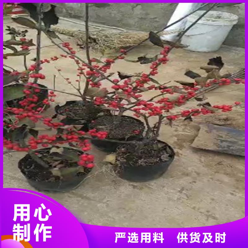 北美冬青无花果苗款式新颖一周内发货