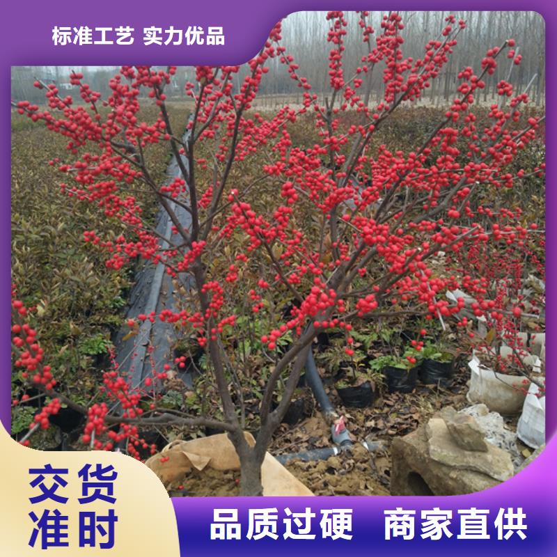 北美冬青苹果苗详细参数品种全