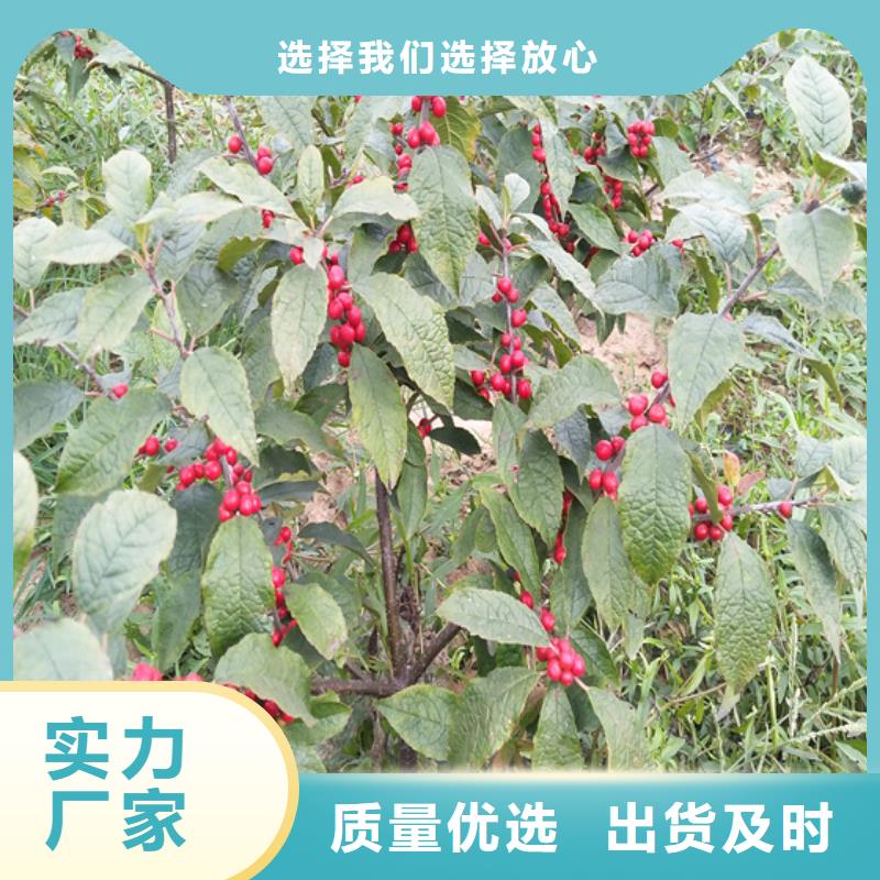 北美冬青樱桃苗来图定制同城供应商