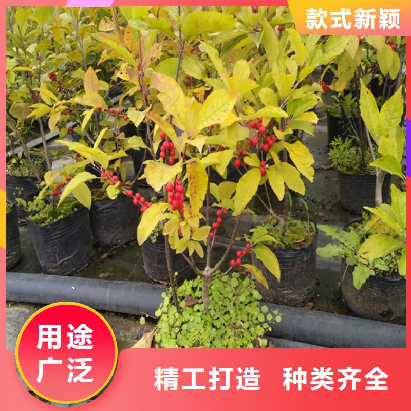 北美冬青,苹果苗源头厂家直销质检合格出厂