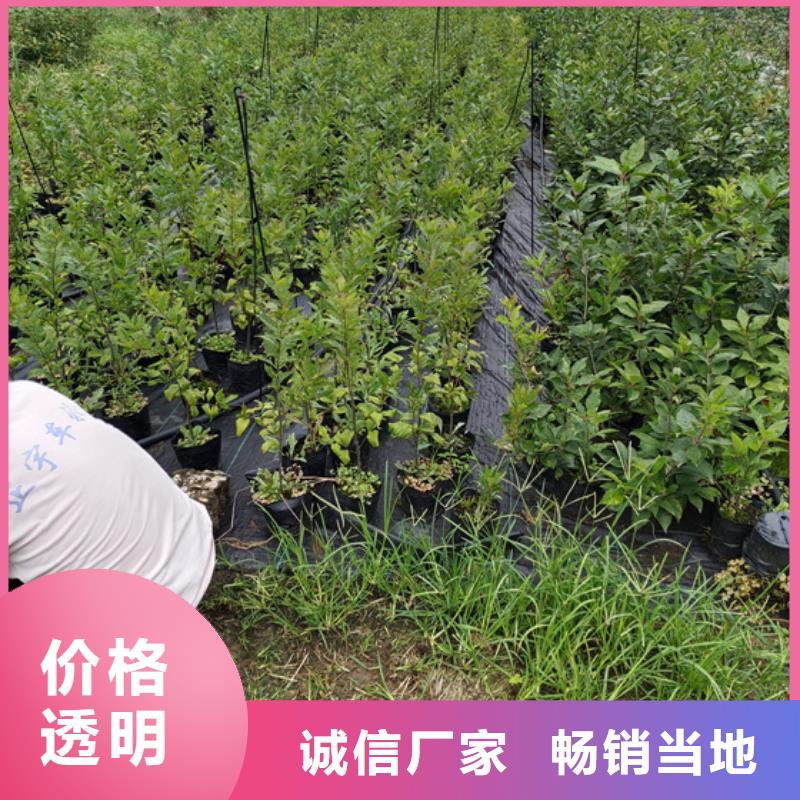 北美冬青_【樱桃苗】用心制作实体厂家