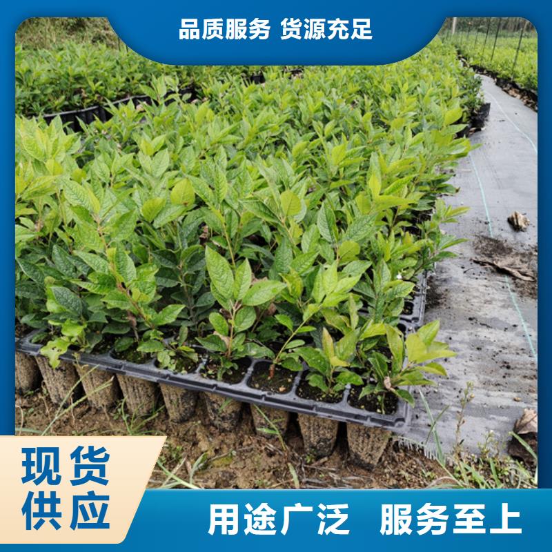 北美冬青【樱桃苗】货源充足多年行业经验