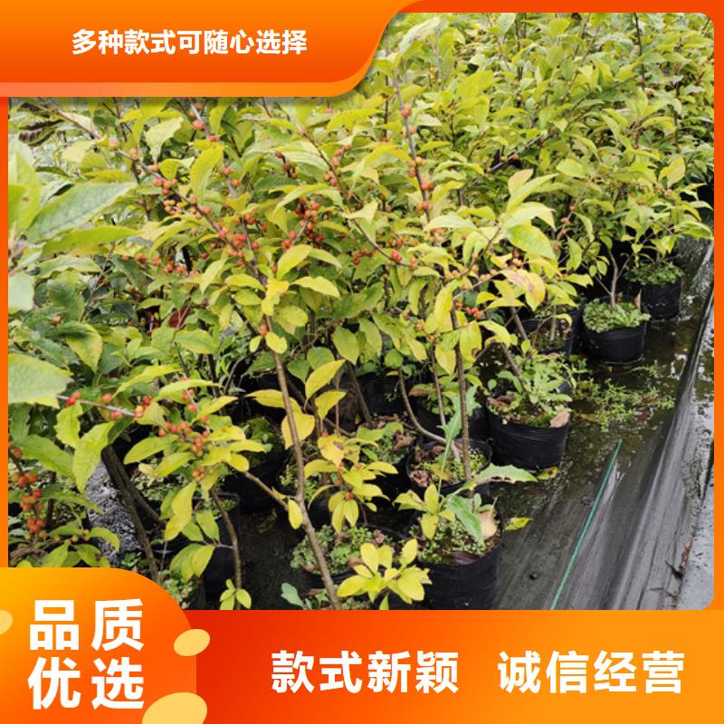 【北美冬青苹果苗厂家采购】真正让利给买家