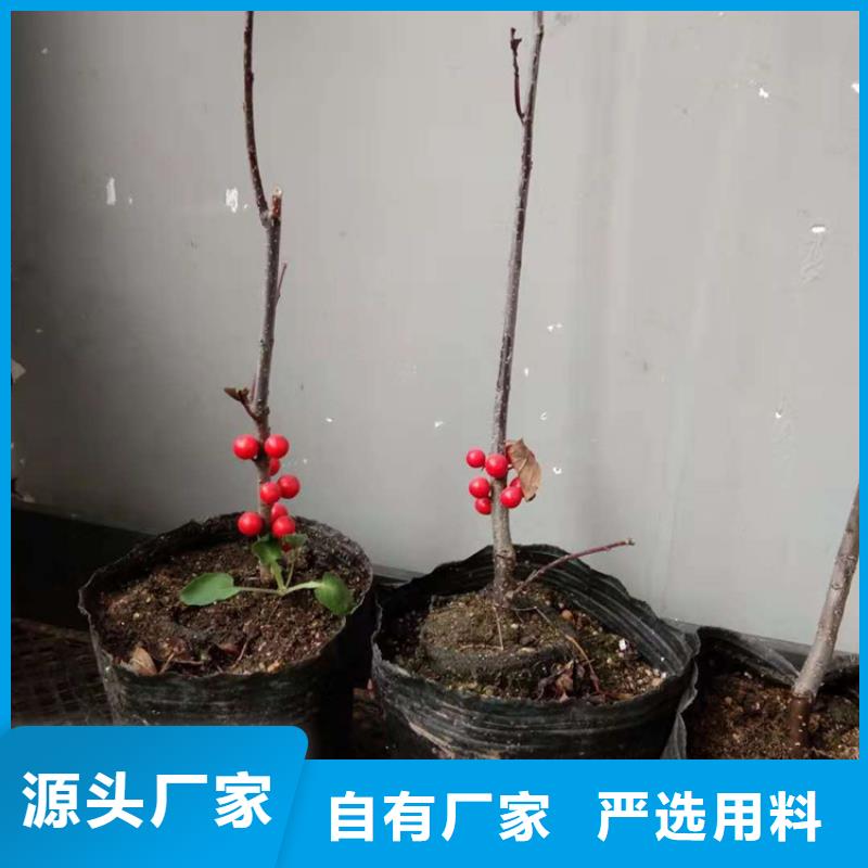 北美冬青樱桃苗按需定制质量检测