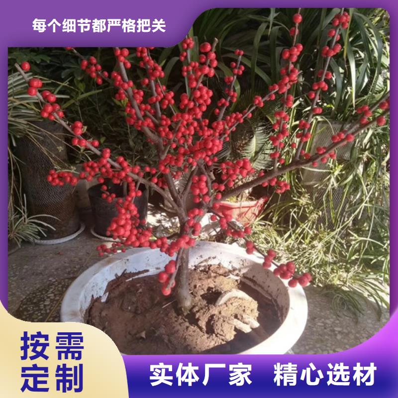 北美冬青-梨树苗库存丰富优势