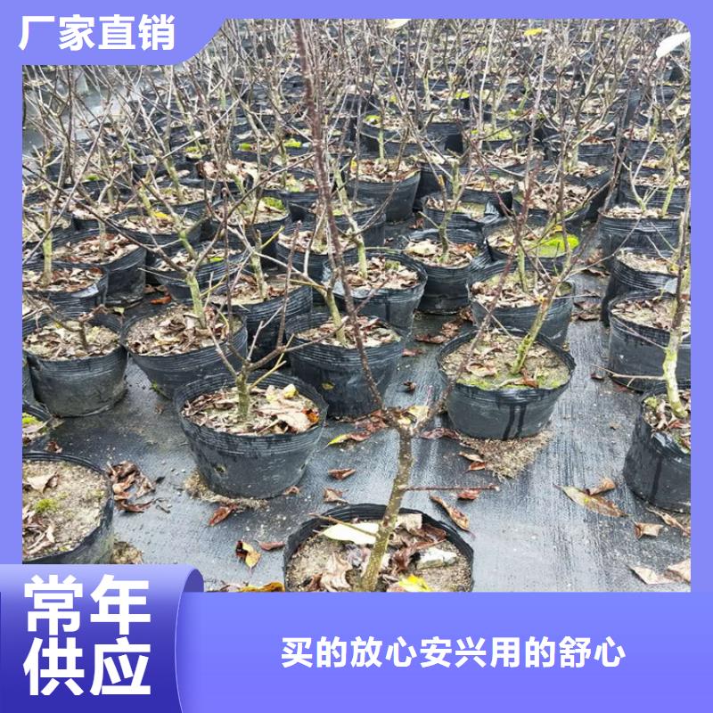 北美冬青树欢迎电询厂家直销值得选择