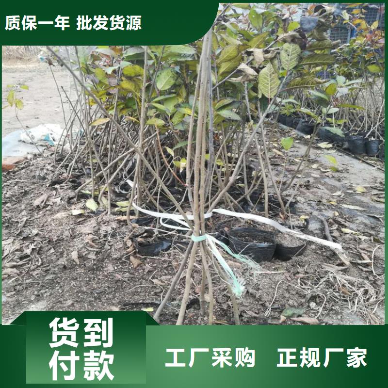 北美冬青樱桃苗精选厂家好货设计制造销售服务一体