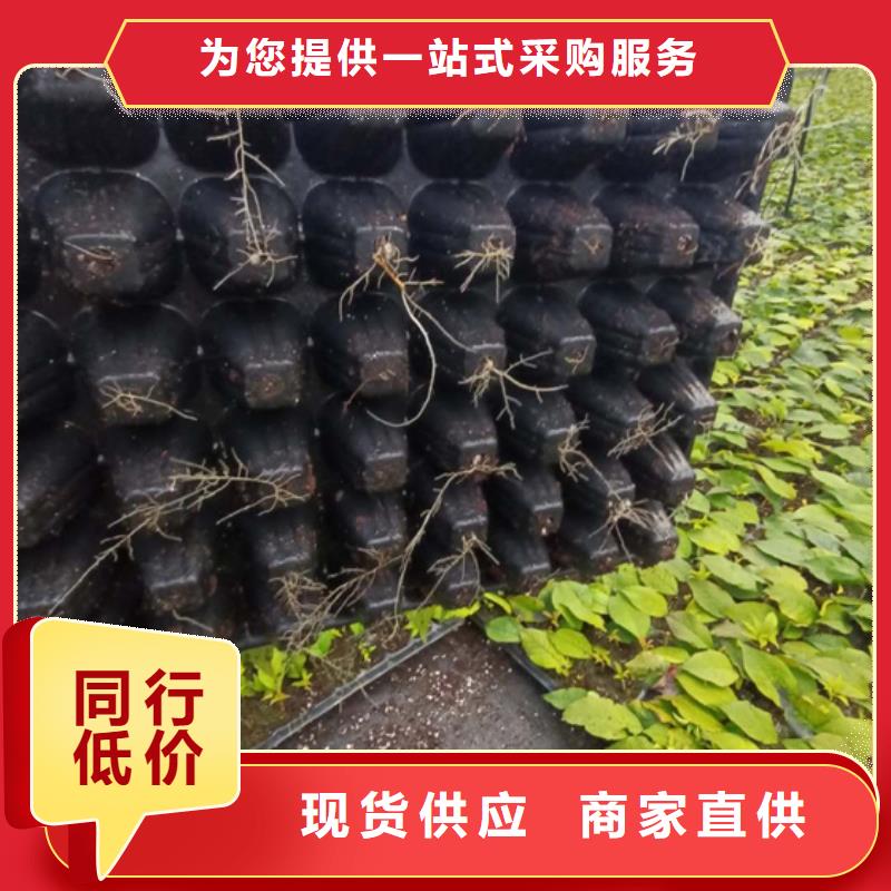 北美冬青无花果苗现货直供支持大批量采购