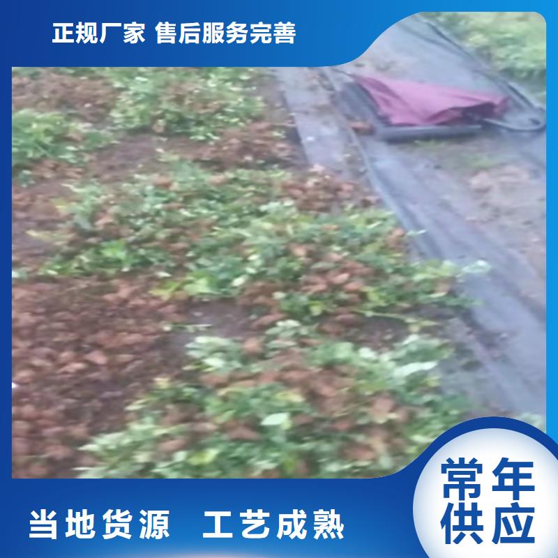 珠宝蓝莓苗全国发货放心得选择