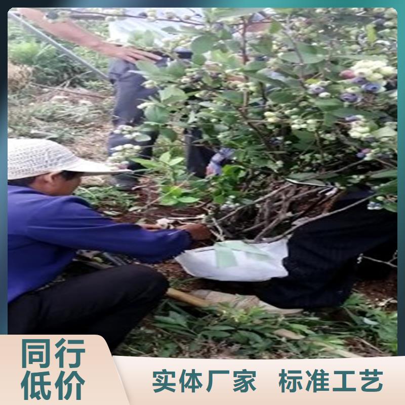 【蓝莓苗】-无花果苗为您提供一站式采购服务品牌专营