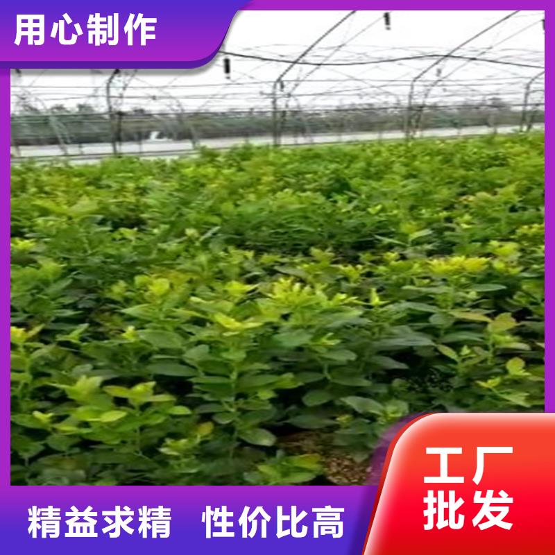 蓝莓苗苹果苗实力公司源头厂家供应