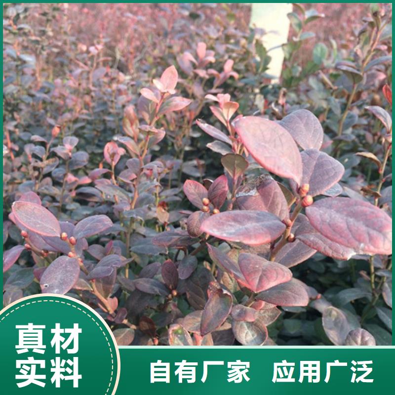 珠宝蓝莓苗种植管理技术免费获取报价