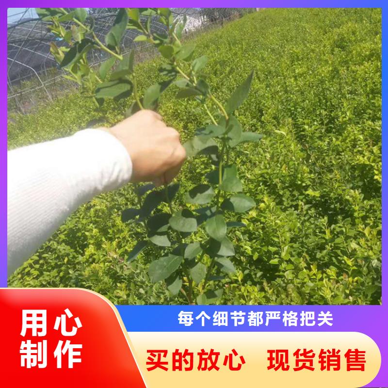 蓝莓苗桃树苗精工细作品质优良本地配送
