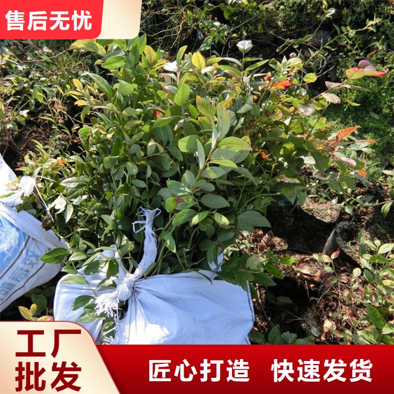 ​蓝莓苗-猕猴桃苗本地配送同城厂家