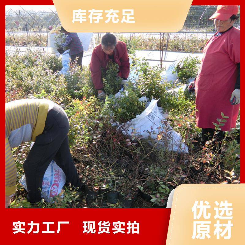 蓝莓苗,桃树苗满足多种行业需求厂家销售