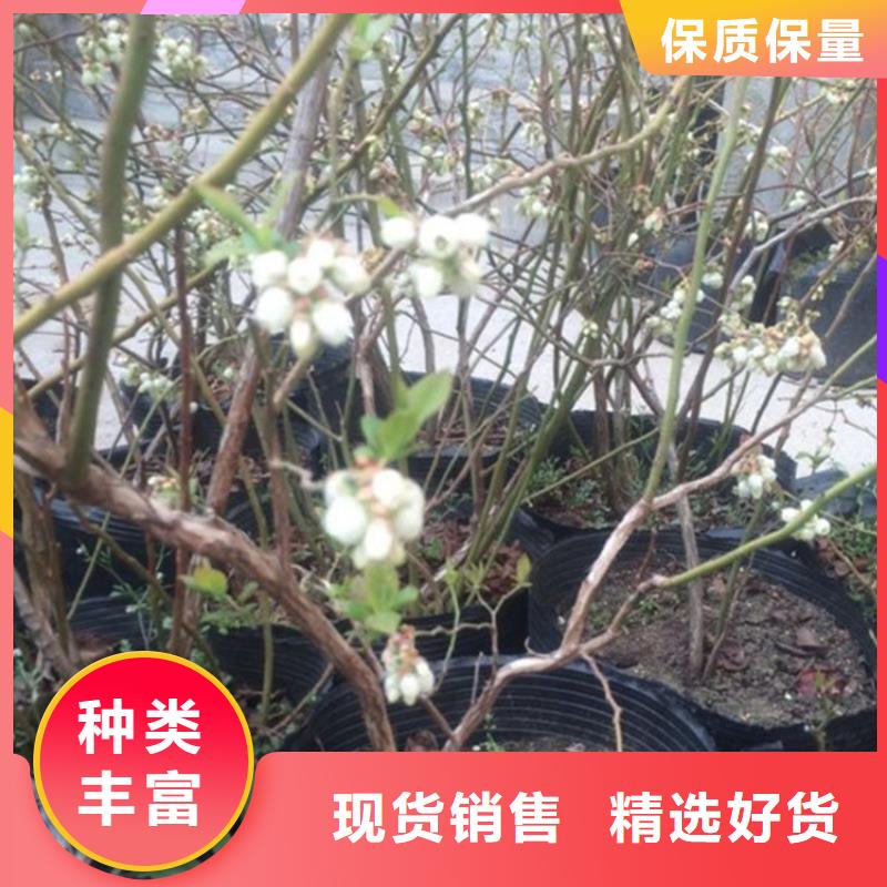 蓝莓苗_梨树苗有口皆碑供货及时