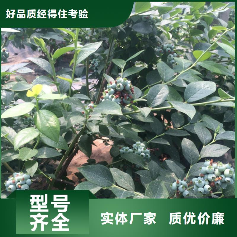 【蓝莓苗梨树苗快速发货】当地厂家