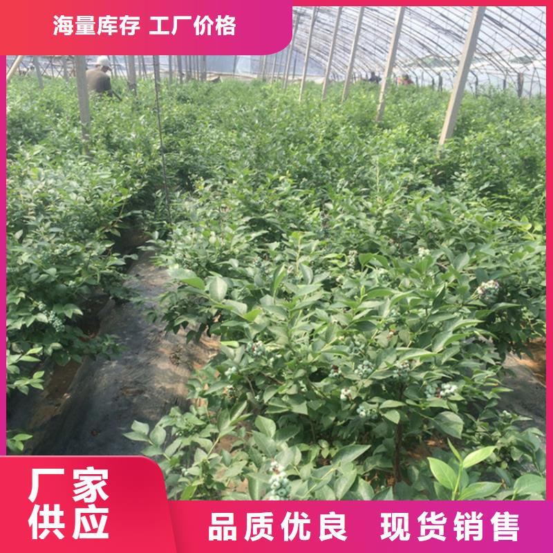 蓝莓苗【樱桃苗】厂家品控严格多行业适用
