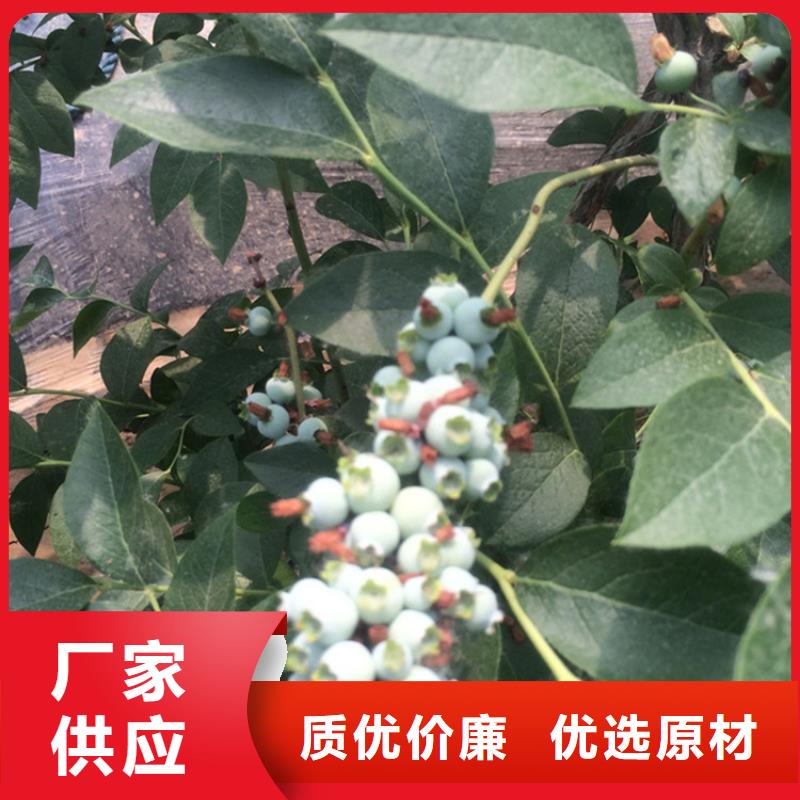 【蓝莓苗】,桃树苗甄选好厂家为您提供一站式采购服务