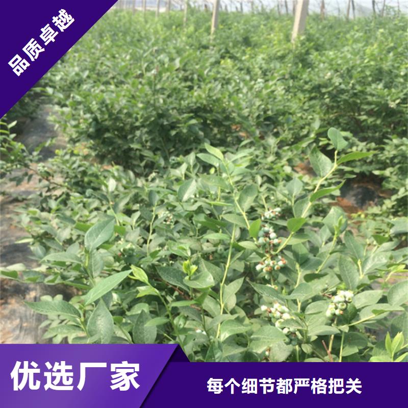 【蓝莓苗桃树苗实力才是硬道理】应用广泛