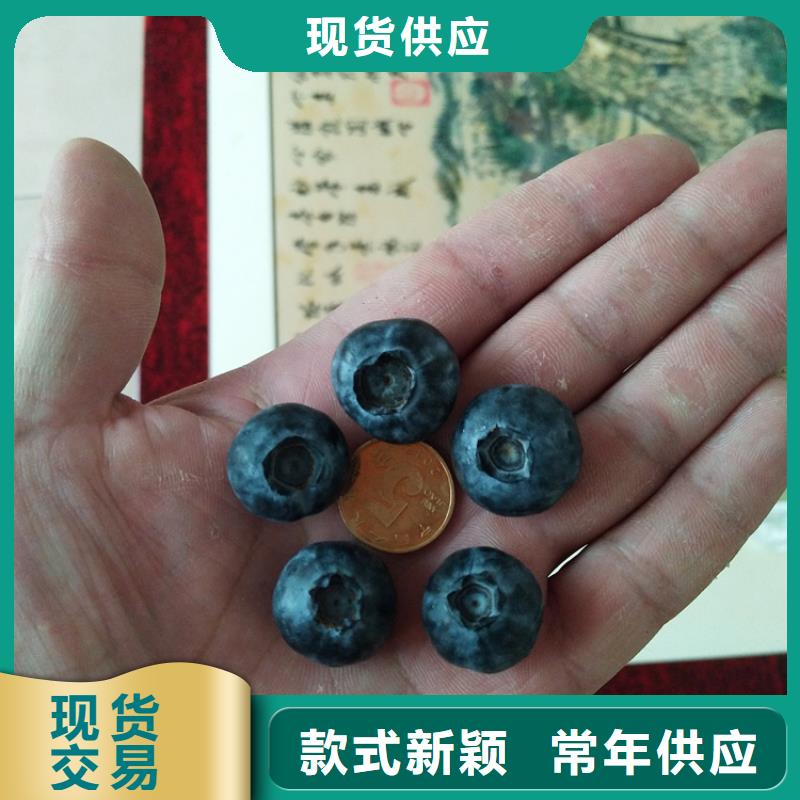 蓝莓苗,梨树苗老客户钟爱厂家直销值得选择
