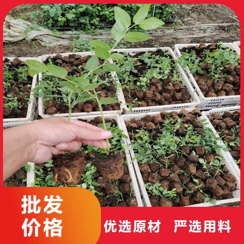 【蓝莓苗】_桃树苗定制定做全品类现货