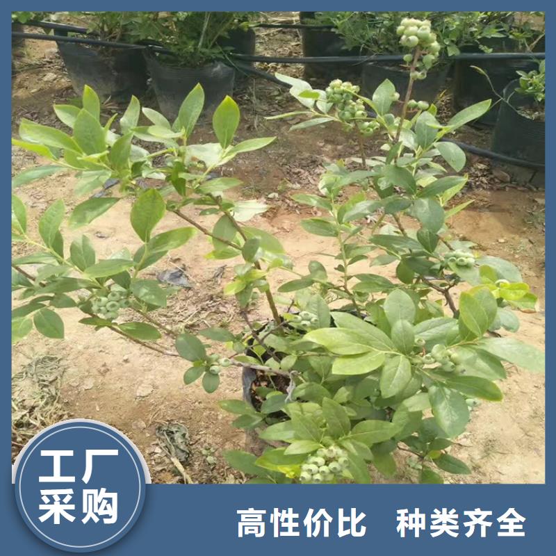 蓝莓苗-梨树苗匠心打造本地服务商