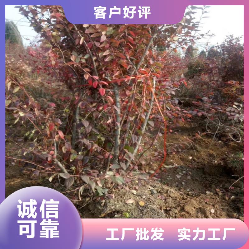 蓝莓苗玛瑙红石榴苗原料层层筛选懂您所需