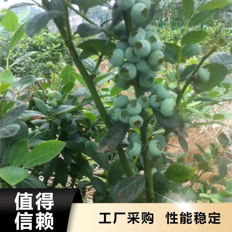 莱克西蓝莓苗实力厂家精品优选