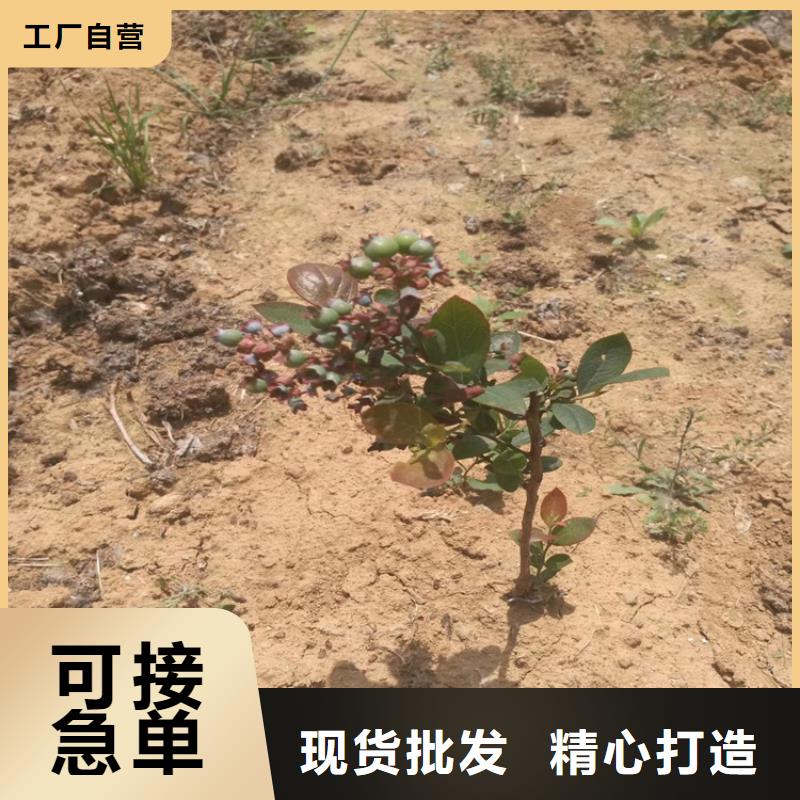 钱德勒蓝莓苗全国配送同城生产商