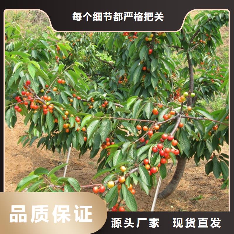 樱桃【桃树苗】实力见证买的是放心