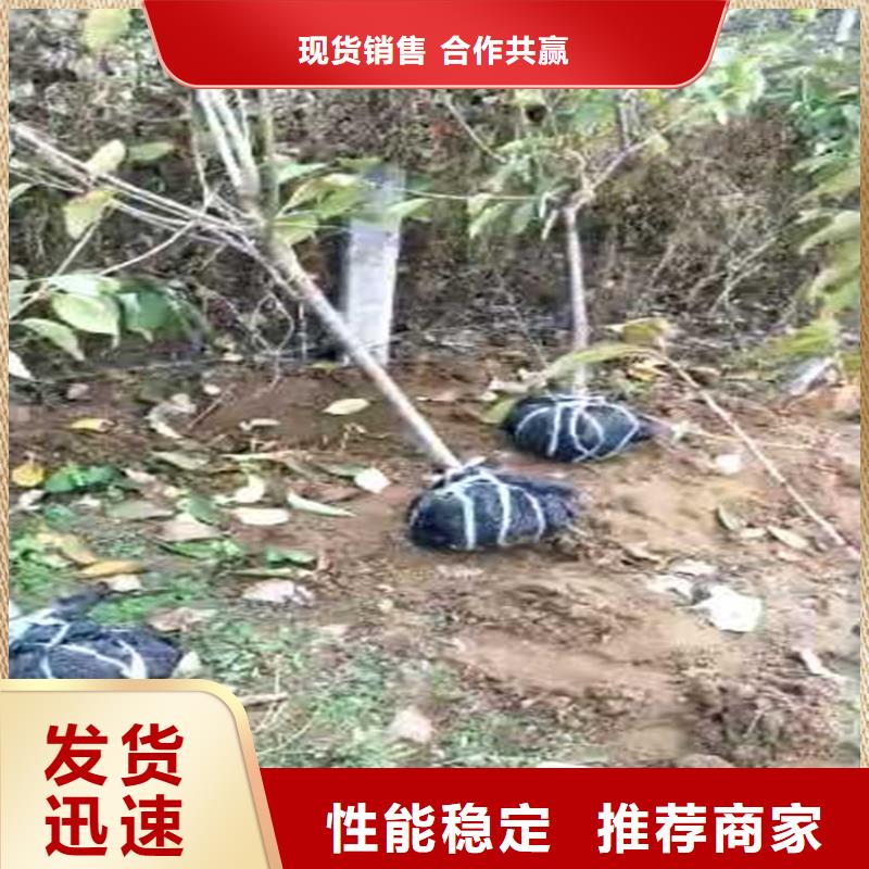矮化吉塞拉大樱桃苗种植技术品质保障价格合理
