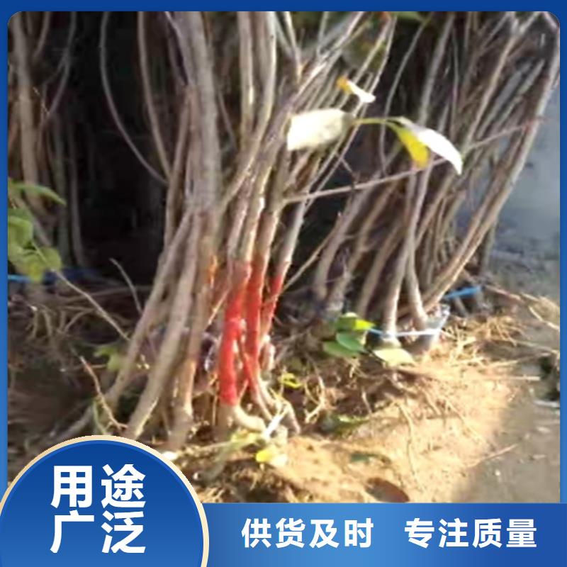 车厘子一亩地多少棵同城经销商