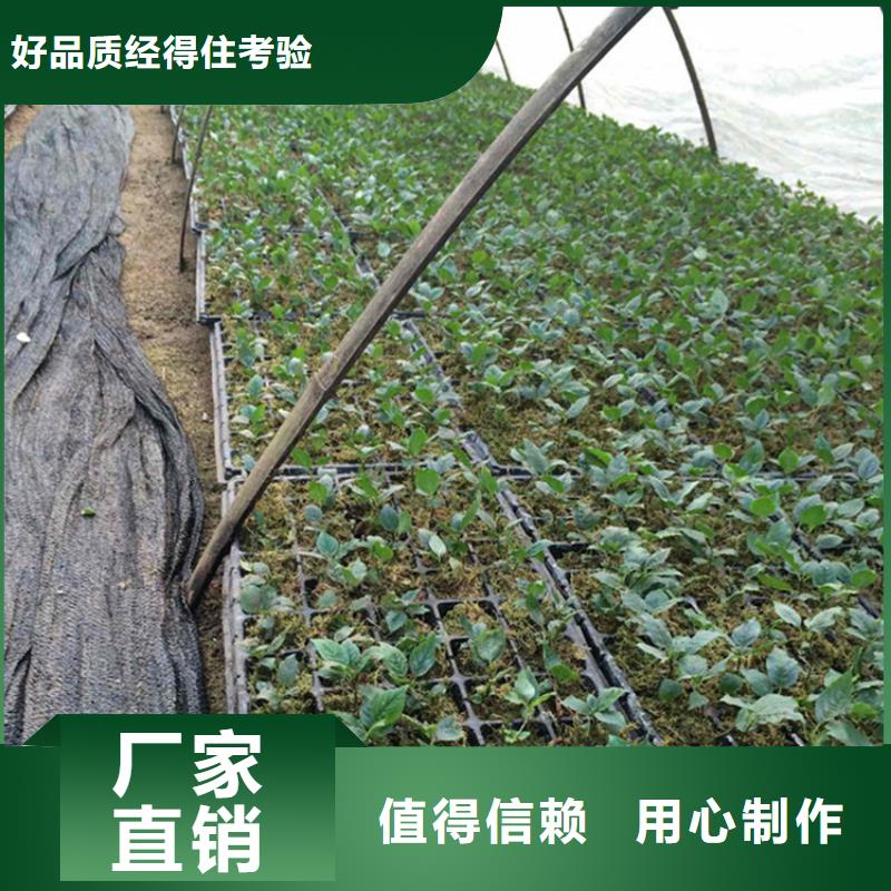 矮化车厘子树苗适合种植地区种类齐全