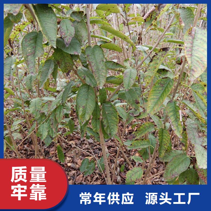 【樱桃】桃树苗合作共赢本地公司