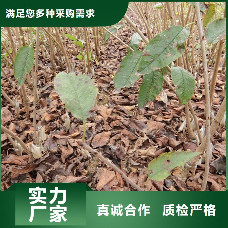 大樱桃树苗批发价格本地服务商
