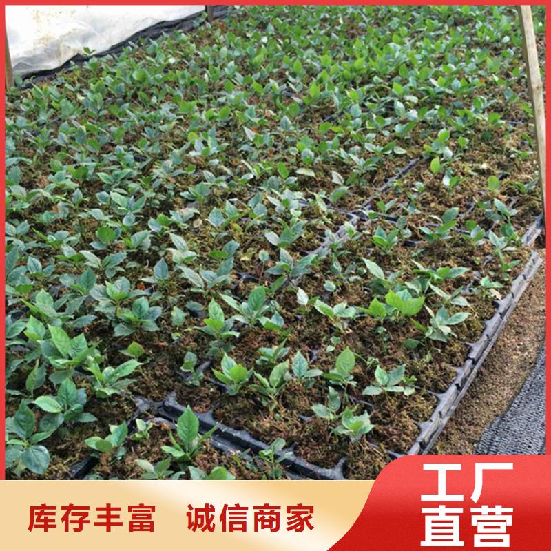 矮化车厘子树苗多少钱一棵本地经销商