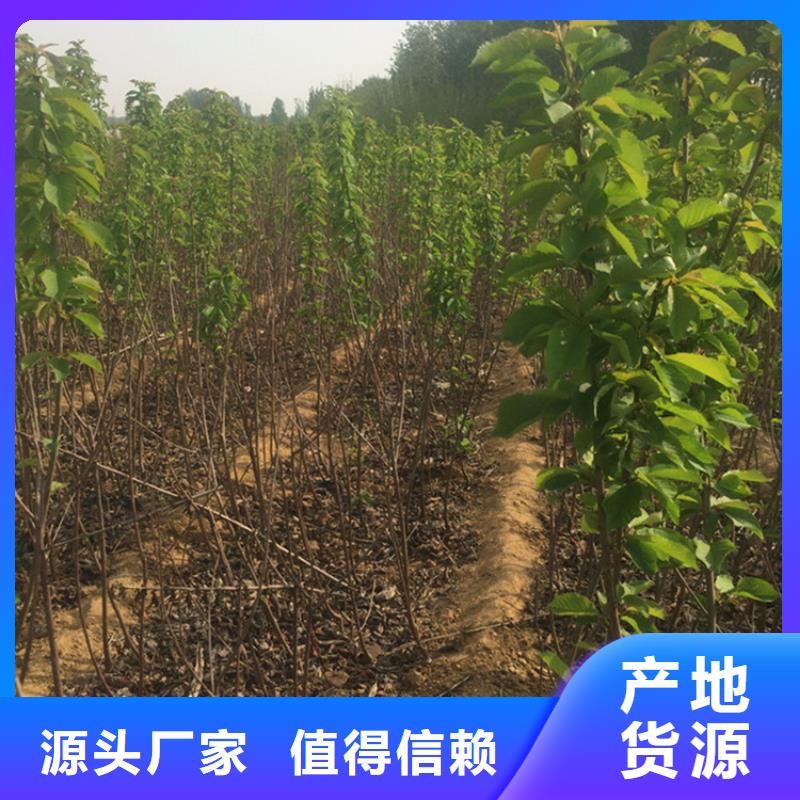 樱桃樱桃苗精选厂家好货好货有保障